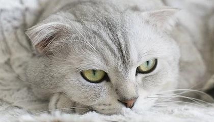 世界杯门票-又有马拉松选手赛后猝死，“酷跑”风险如何避免？