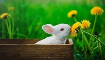 国际足联-史上最贵足球给钱不卖 贝利老马梅西克圣贝皇签名